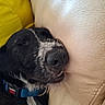 Akira a rejoint le concours — aidez-le/la à gagner de superbes lots ! dog, sleeping, black_and_white, close_up, nose, collar, leather_couch, indoor, pet, resting, fur, mouth, yellow_cloth, texture, animal, peaceful, relaxation, face, snout, domestic