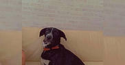 Akira participe au concours pour gagner de l'argent avec cette photo : dog, black_dog, collar, couch, indoor, pet, animal, sitting, wall, brick_wall, orange_collar, heart_emoji, pink_heart, black_heart, cute, affection, furniture, domestic, relaxed, companion