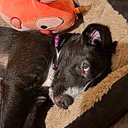 Akira a rejoint le concours — aidez-le/la à gagner de superbes lots ! dog, black_dog, white_markings, purple_collar, plush_toy, orange_toy, dog_bed, fluffy_bed, resting, indoor, pet, cute, sleepy, cozy, animal, close_up, snuggling, soft_texture, relaxed, companion