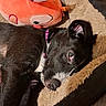 animal, black_dog, close_up, companion, cozy, cute, dog, dog_bed, fluffy_bed, indoor, orange_toy, pet, plush_toy, purple_collar, relaxed, resting, sleepy, snuggling, soft_texture, white_markings