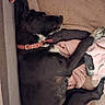animal, beige_blanket, black_dog, blanket, canine, collar, comfort, cozy, cute, dog, fur, home, indoor, paw, pet, pink_blanket, relaxed, resting, sleeping, snuggling