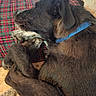 animal, black_dog, canine, close_up, collar, cozy, curled_up, dog, ear, fur, indoor, paw, peaceful, pet, plaid_blanket, quiet, relaxing, resting, sleeping, snout