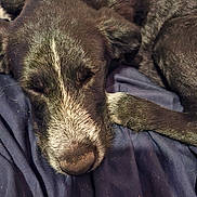 Akira a rejoint le concours — aidez-le/la à gagner de superbes lots ! dog, sleeping, bed, blanket, fur, nose, snout, whiskers, close_up, portrait, pet, domestic_animal, black_fur, white_fur, graying_muzzle, paw, cozy, nap, indoor, bedding