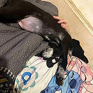 Akira a rejoint le concours — aidez-le/la à gagner de superbes lots ! dog, black_dog, white_fur, sleeping, blanket, cartoon_print, hand, petting, indoor, resting, paw, fur, cozy, relaxation, animal, cute, comfort, bedroom, wall, casual