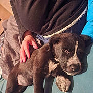 Akira a rejoint le concours — aidez-le/la à gagner de superbes lots ! puppy, dog, sleeping, black_and_white, hand, person, clothing, blue_surface, cozy, resting, fur, paw, napping, indoor, blanket, comfort, pet, animal, closeup, relaxation