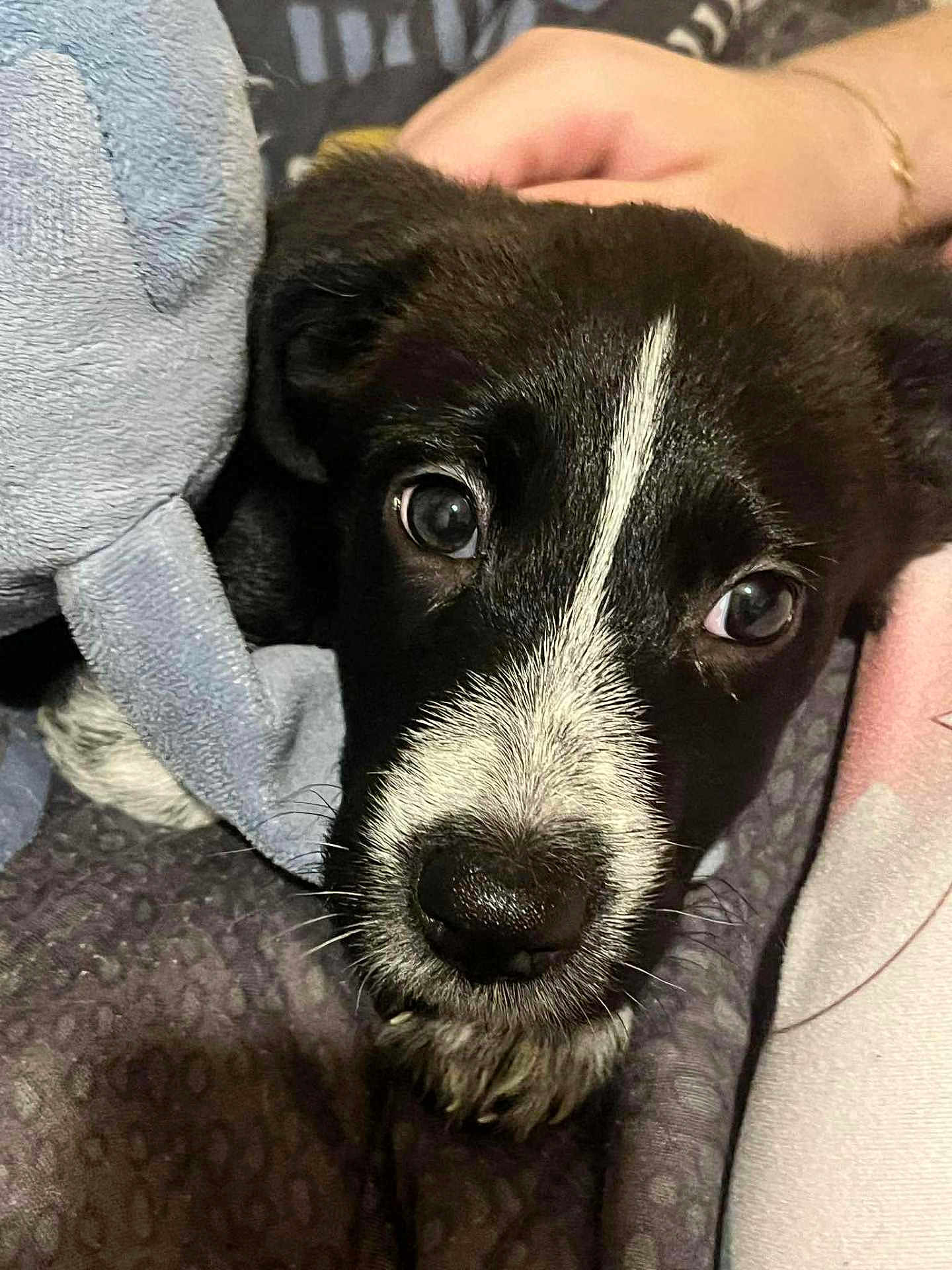 Akira a rejoint le concours — aidez-le/la à gagner de superbes lots ! puppy, dog, close_up, black_and_white, blanket, plush_toy, cute, pet, animal, face, fur, whiskers, indoor, cozy, soft, young, looking, portrait, sleepy, cuddle