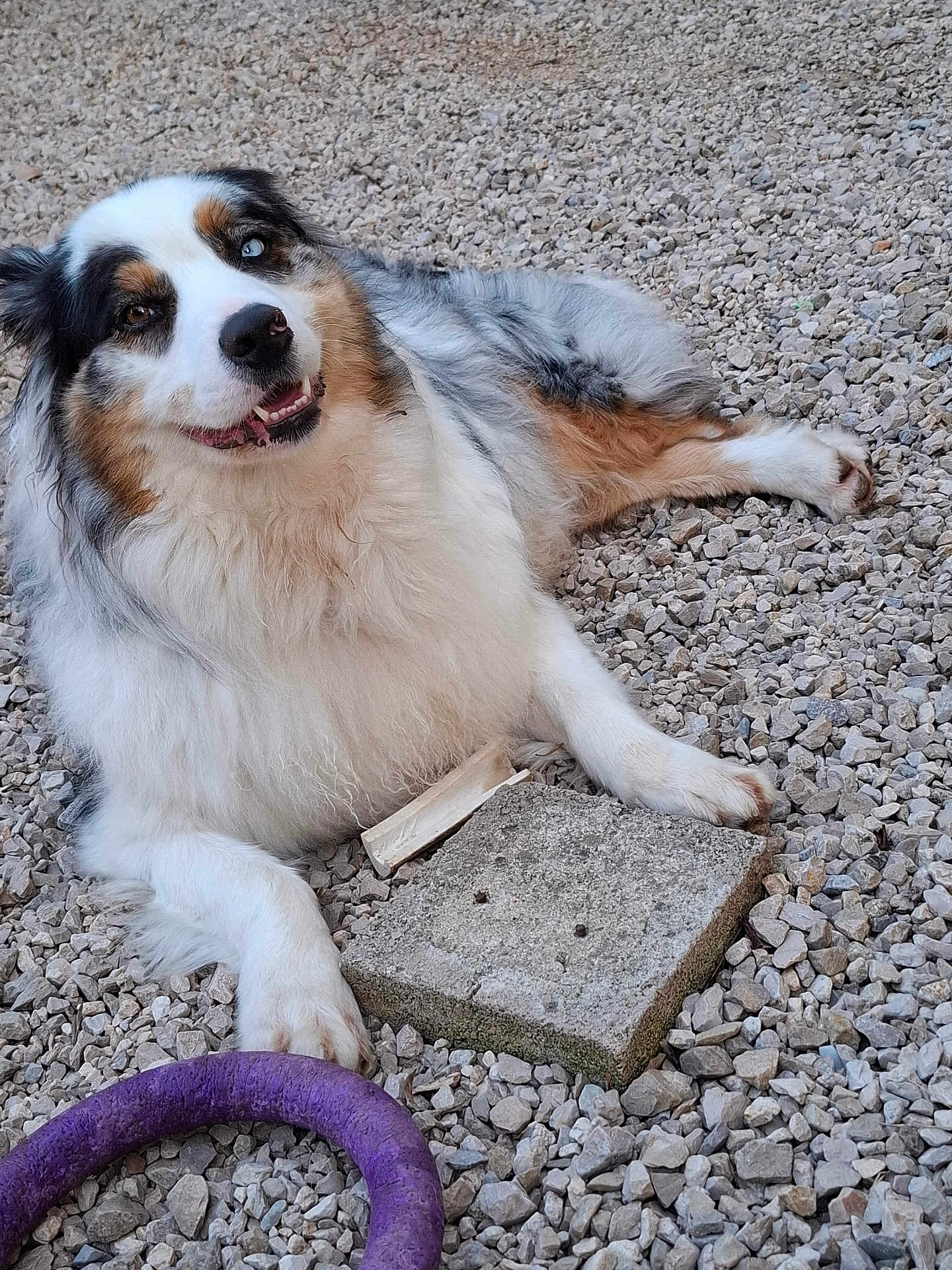 Snow participe au concours pour gagner de l'argent avec cette photo : dog, australian_shepherd, heterochromia, blue_eye, brown_eye, smiling, lying_down, gravel, outdoor, toy, purple_ring, concrete_slab, fluffy, fur, pet, canine, happy, playful, closeup, portrait