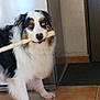 Snow participe au concours pour gagner de l'argent avec cette photo : dog, australian_shepherd, heterochromia, indoor, chew_stick, floor, tiled_floor, refrigerator, doorway, fluffy_coat, brown_eye, blue_eye, pet, animal, canine, playful, fur, snout, paw, household