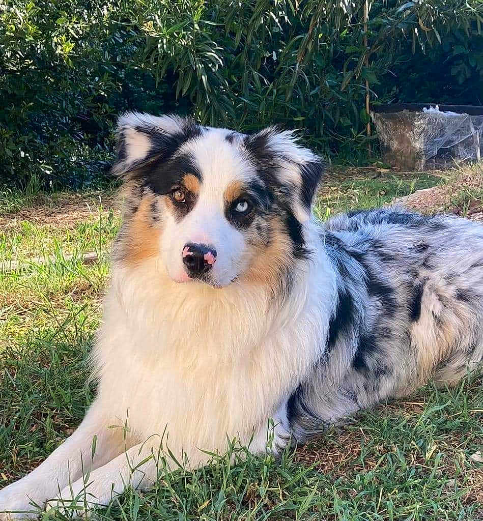 Snow a rejoint le concours — aidez-le/la à gagner de superbes lots ! dog, australian_shepherd, heterochromia, grass, outdoor, pet, animal, nature, fur, canine, laying_down, garden, sunlight, ears, nose, eyes, black_and_white, brown, blue_eye, relaxed