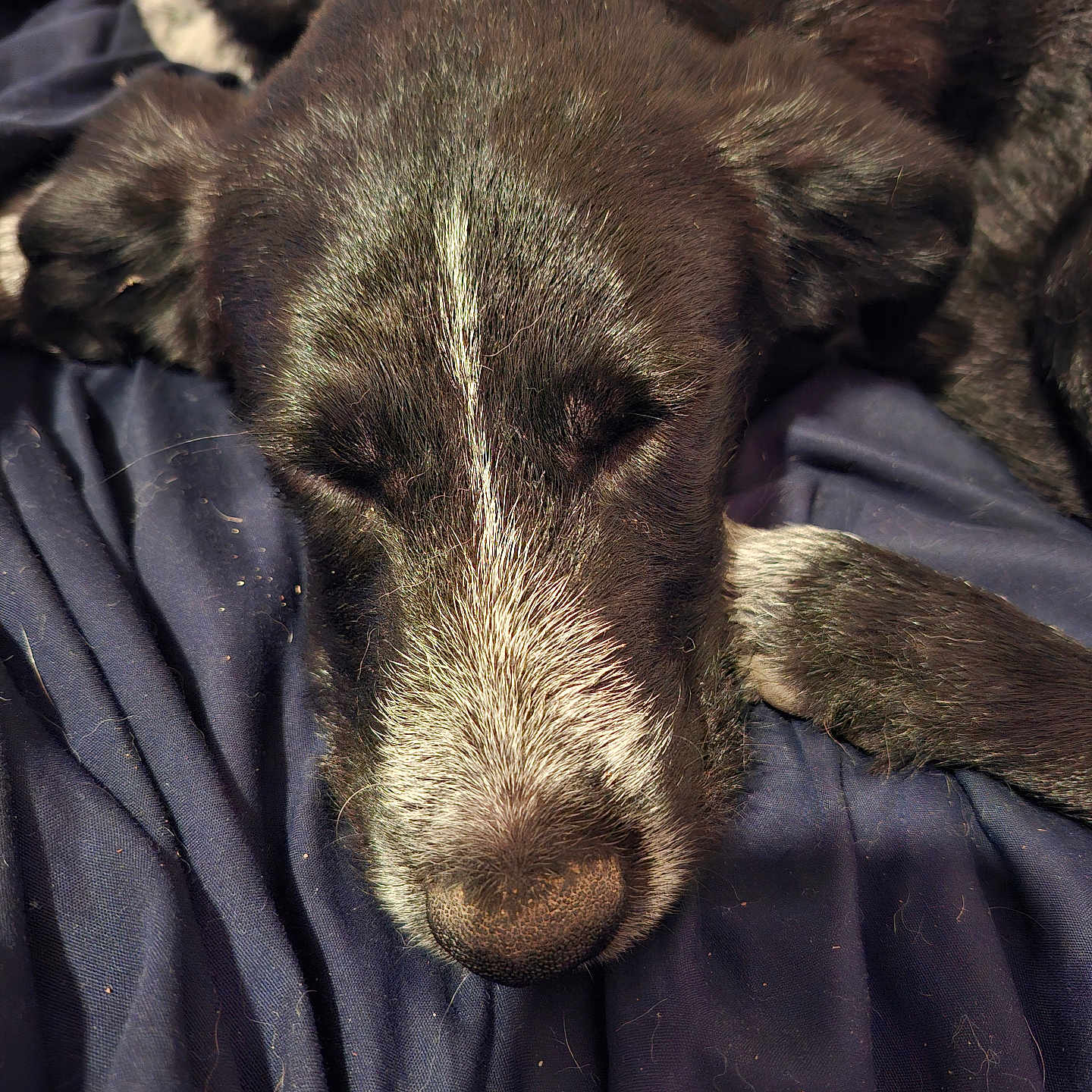Akira participe au concours pour gagner de l'argent avec cette photo : bed, bedding, black_fur, blanket, close_up, cozy, dog, fur, indoor, muzzle, nose, paw, pet, portrait, resting, sleeping, sleepy, soft_texture, whiskers, white_muzzle