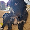 dog, puppy, black_and_white, long_ears, fluffy, scruffy, brown_eyes, collar, sitting, couch, indoors, home, pet, animal, portrait, close_up, fur, white_chest, relaxed, funny