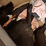 dog, sleeping, curled_up, black_and_white, collar, brown_collar, fur, paws, tail, blanket, pink_blanket, couch, cozy, indoors, resting, pet, canine, closeup, relaxed, snuggling