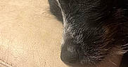 Akira participe au concours pour gagner de l'argent avec cette photo : dog, puppy, sleeping, resting, black_and_white, fur, closed_eyes, muzzle, nose, pet, animal, couch, sofa, leather, indoors, home, cozy, nap, portrait, close_up