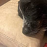 dog, puppy, sleeping, resting, black_and_white, fur, closed_eyes, muzzle, nose, pet, animal, couch, sofa, leather, indoors, home, cozy, nap, portrait, close_up