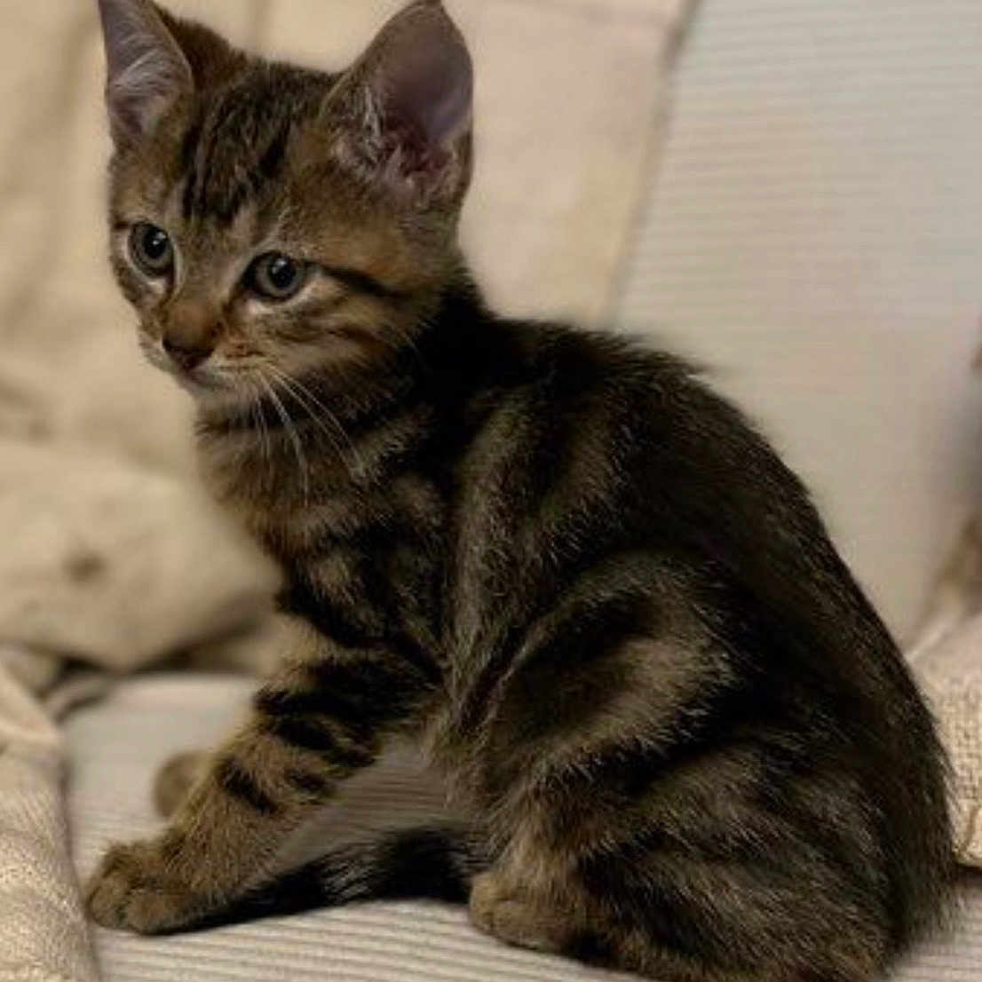 Simba a rejoint le concours — aidez-le/la à gagner de superbes lots ! animal, beige, cat, couch, cozy, curious, cute, domestic, ears, feline, fur, indoors, kitten, pet, sitting, small, soft, tabby, whiskers, young