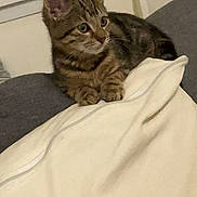 Simba a rejoint le concours — aidez-le/la à gagner de superbes lots ! cat, kitten, tabby, indoor, pillow, couch, window, curious, pet, animal, feline, striped, resting, young_cat, domestic_cat, ears, whiskers, fur, home, cozy