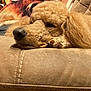 Winston joined the competition — help win amazing prizes! dog, poodle, pet, sleeping, couch, close_up, nose, paw, fur, domestic_interior, cozy, brown, muzzle, eyelid, relaxed, home, cushion, upholstery, blanket, indoor