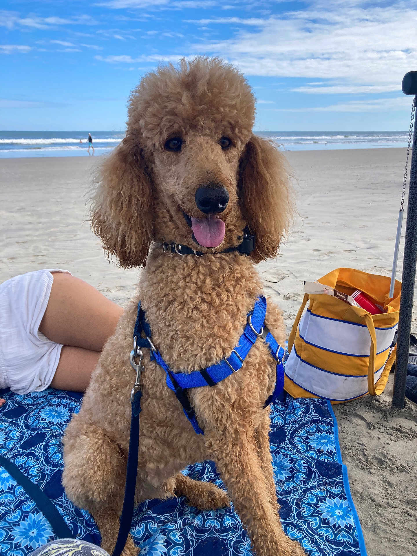 Winston is registered to the contest to win money with this photo: dog, poodle, beach, sand, ocean, waves, tongue_out, harness, leash, blanket, beach_bag, sky, clouds, curly_fur, sitting, pet, human_leg, summer, happy, vacation