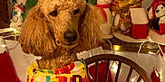 Winston joined the competition — help win amazing prizes! dog, poodle, birthday_bib, bandana, balloon, number_five, christmas_decor, snowman_toy, stockings, fairy_lights, wooden_chair, indoor, festive, holiday, brown_fur, portrait, cute, sitting, petsmart, nose