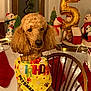 dog, poodle, birthday_bib, bandana, balloon, number_five, christmas_decor, snowman_toy, stockings, fairy_lights, wooden_chair, indoor, festive, holiday, brown_fur, portrait, cute, sitting, petsmart, nose