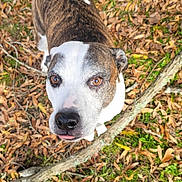 Panda is registered to the contest to win money with this photo: animal, branch, brindle, brown, canine, curious, daylight, dog, ears, eyes, forest_floor, leaves, looking_up, moss, nature, outdoor, pet, rock, snout, white