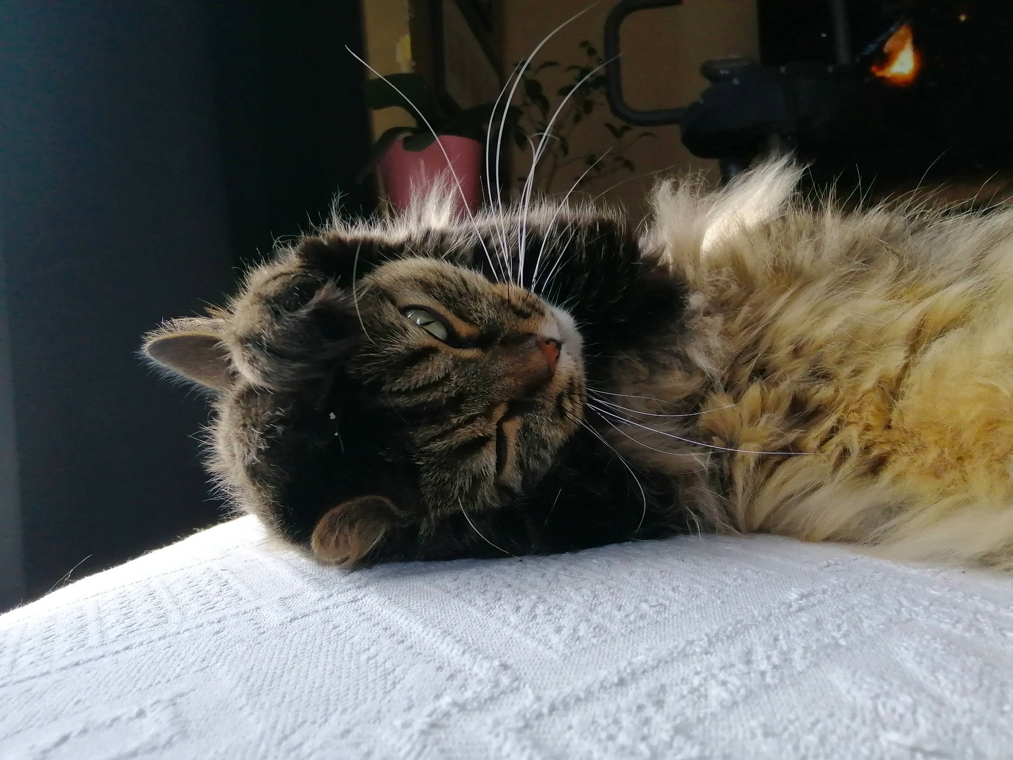 Crumble participe au concours pour gagner de l'argent avec cette photo : bed, bedding, carnivore, cat, claw, comfort, domestic_short_haired_cat, fawn, felidae, fur, liver, nap, paw, sleep, small_to_medium_sized_cats, tail, terrestrial_animal, whiskers
