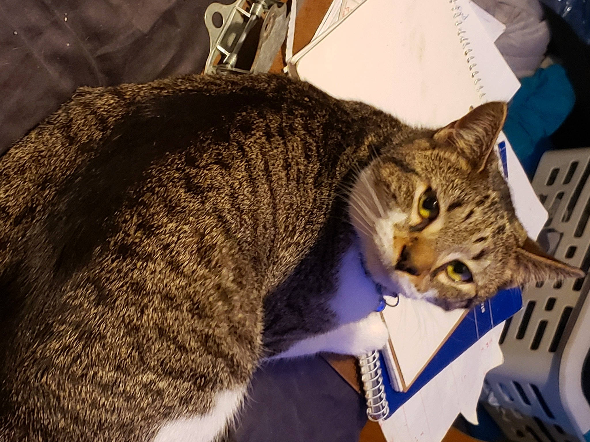 Faye joined the competition — help win amazing prizes! carnivore, cat, comfort, domestic_short_haired_cat, fang, felidae, fur, hat, nap, paw, small_to_medium_sized_cats, snout, terrestrial_animal, whiskers