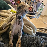 Atouha participe au concours pour gagner de l'argent avec cette photo : dog, puppy, blanket, living_room, stuffed_animal, unicorn, table, water_bottle, remote_control, pillow, tile_floor, furniture, curious, indoors, pet, cozy, fur, ears, head_tilt, young