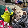 Atouha participe au concours pour gagner de l'argent avec cette photo : puppy, dog, blanket, plush_toy, grinch, santa_hat, couch, pillow, home_interior, toy, cozy, fur, pet, indoor, looking, curious, soft_texture, christmas_theme, decor, relaxing