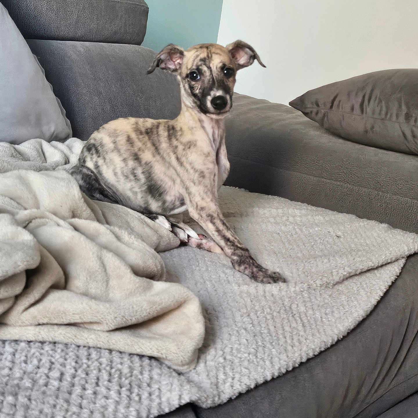 Atouha a rejoint le concours — aidez-le/la à gagner de superbes lots ! animal, blanket, brindle, comfortable, couch, cozy, cute, dog, domestic, furniture, home, indoor, looking, pet, puppy, relaxing, sitting, small_dog, soft_texture, young_dog