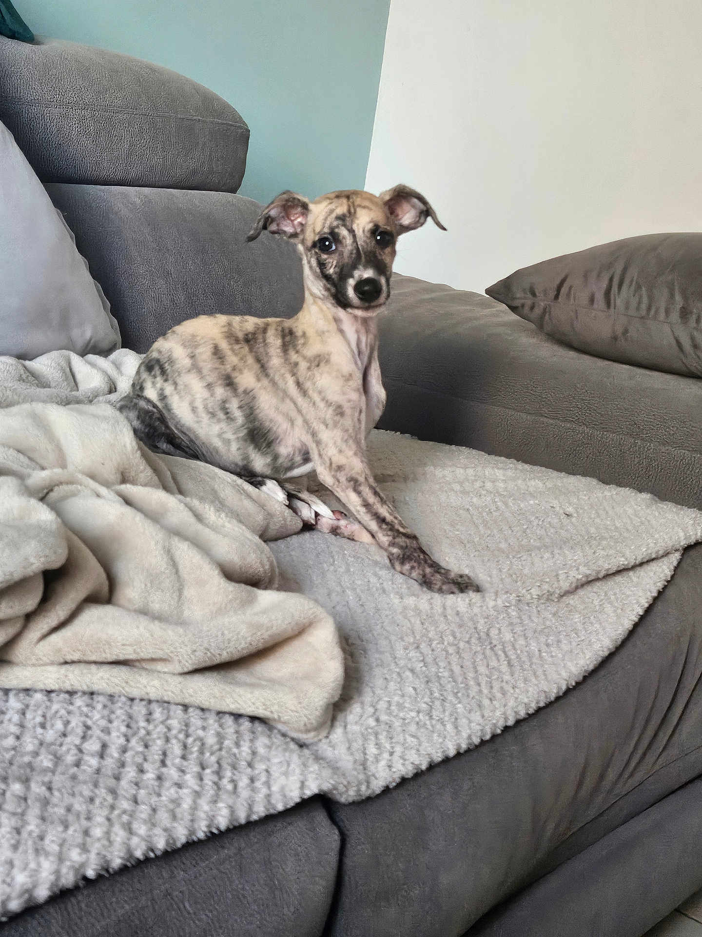 Atouha a rejoint le concours — aidez-le/la à gagner de superbes lots ! puppy, dog, brindle, couch, blanket, indoor, pet, cozy, furniture, home, relaxing, animal, cute, small_dog, looking, sitting, soft_texture, domestic, young_dog, comfortable