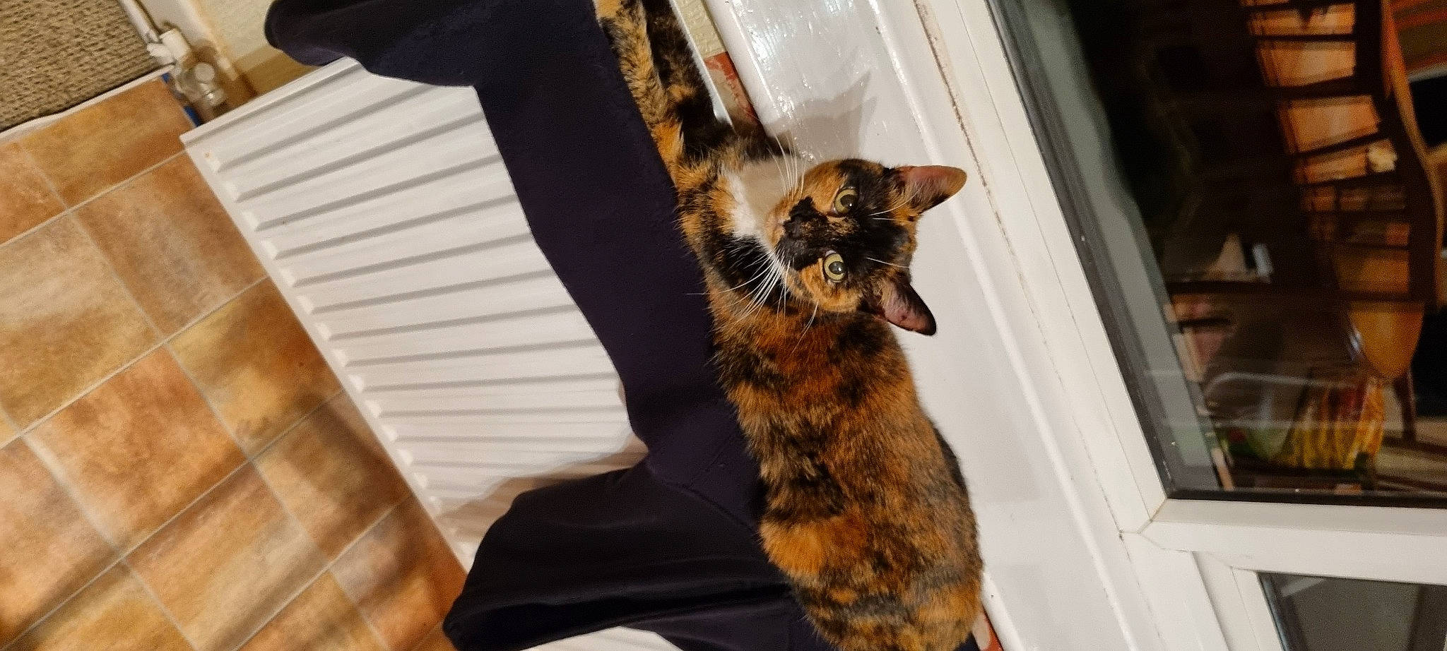 Tilly joined the competition — help win amazing prizes! brown, canidae, carnivore, cat, claw, comfort, domestic_short_haired_cat, door, fawn, felidae, fur, hardwood, paw, room, small_to_medium_sized_cats, snout, tail, whiskers, window, wood