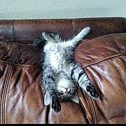 Spud joined the competition — help win amazing prizes! cat, kitten, couch, leather, pet, sleeping, upside_down, paws, whiskers, fur, indoor, sofa, relaxed, cute, lying, nap, portrait, home, furniture, domestic