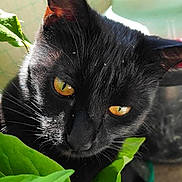 Minuy participe au concours pour gagner de l'argent avec cette photo : black_cat, cat, yellow_eyes, green_leaves, plant, sunlight, outdoor, pet, animal, closeup, portrait, curious, feline, nature, leaf, bright, daylight, domestic_cat, whiskers, pocophone