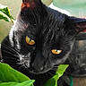 black_cat, cat, yellow_eyes, green_leaves, plant, sunlight, outdoor, pet, animal, closeup, portrait, curious, feline, nature, leaf, bright, daylight, domestic_cat, whiskers, pocophone
