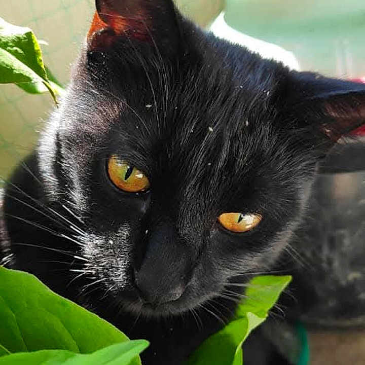 Minuy participe au concours pour gagner de l'argent avec cette photo : black_cat, cat, yellow_eyes, green_leaves, plant, sunlight, outdoor, pet, animal, closeup, portrait, curious, feline, nature, leaf, bright, daylight, domestic_cat, whiskers, pocophone
