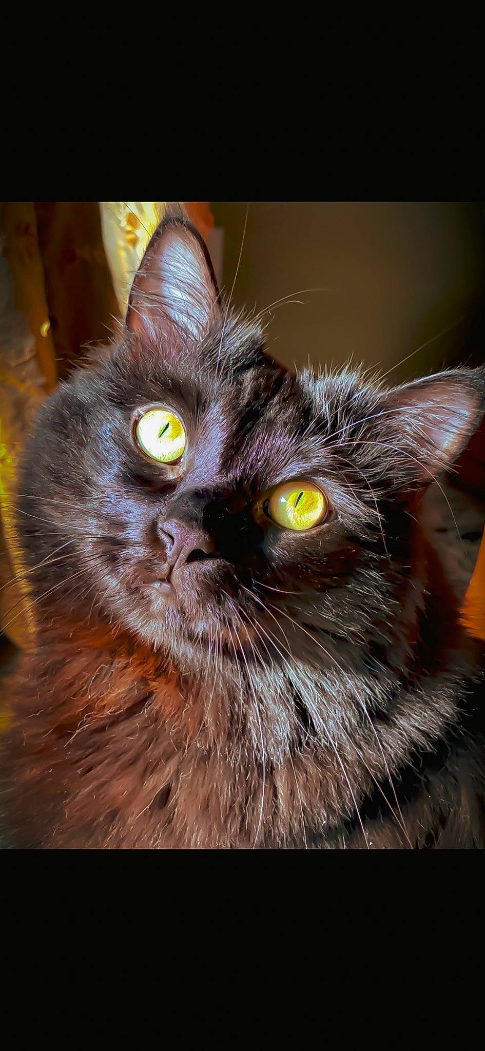 Kolby is registered to the contest to win money with this photo: carnivore, cat, felidae, fruit, fur, iris, small_to_medium_sized_cats, snout, terrestrial_animal, whiskers, wildlife