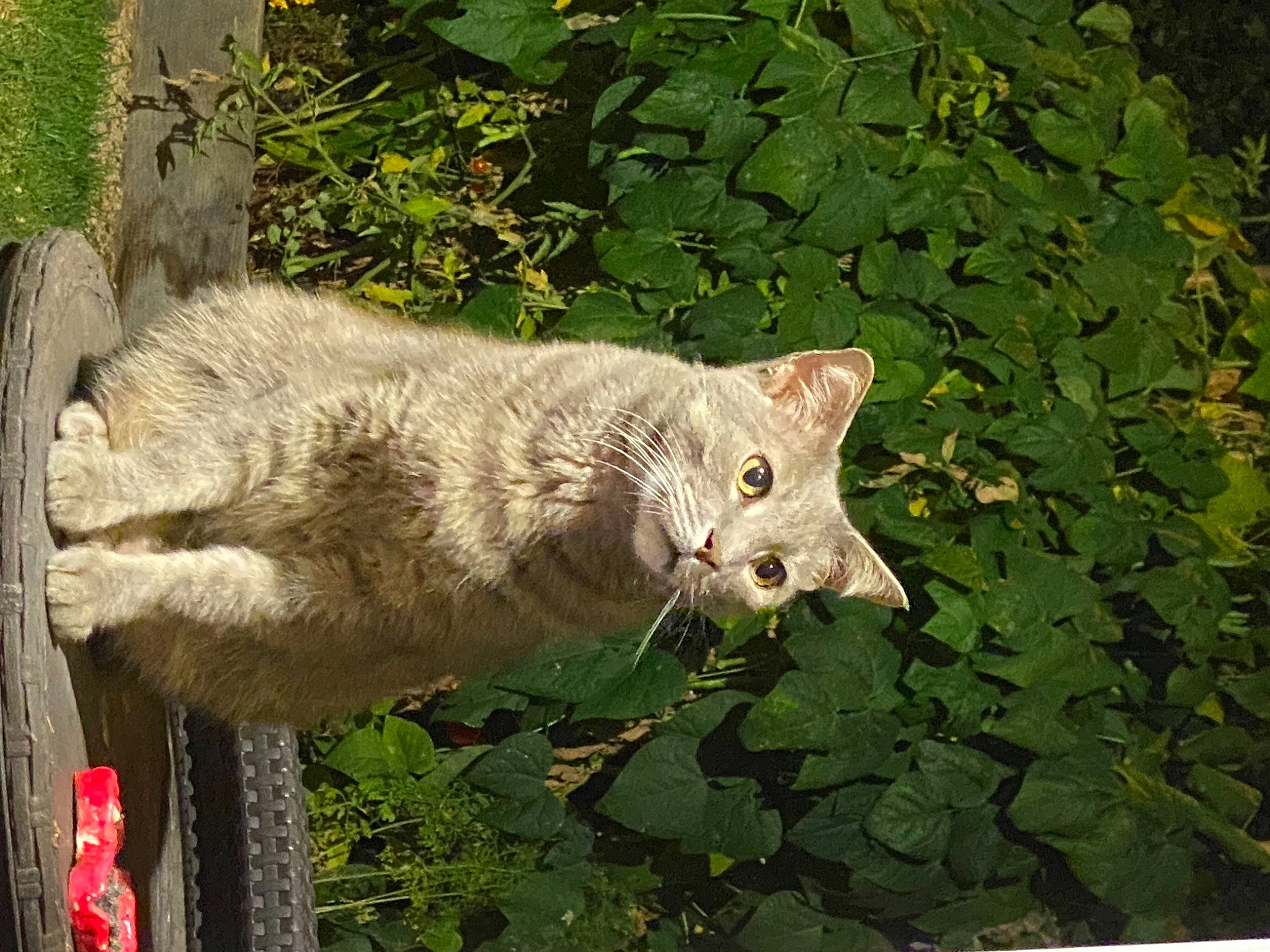 Harold is registered to the contest to win money with this photo: art, carnivore, cat, domestic_short_haired_cat, fawn, felidae, fur, grass, plant, small_to_medium_sized_cats, snout, tail, terrestrial_animal, tree, trunk, twig, whiskers, wildlife, window, wood