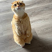 Mayo is registered to the contest to win money with this photo: adorable, alert, animal, cat, curious, cute, domestic, feline, fur, indoor, looking_up, mammal, orange_cat, pet, playful, standing, upright, whiskers, wide_eyes, wooden_floor
