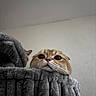 Mayo joined the competition — help win amazing prizes! animal, blanket, cat, cat_tree, close_up, cozy, curious, cute, feline, fluffy, gray, indoor, looking_up, orange_cat, pet, portrait, resting, soft_texture, whiskers, wide_eyes