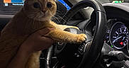 Mayo is registered to the contest to win money with this photo: animal, car_interior, cat, cute, dashboard, drive_thru, funny, fur, hand, indoor, menu_board, night, orange_cat, pet, speedometer, steering_wheel, vehicle, whiskers, wide_eyes, window