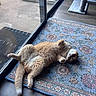 Mayo joined the competition — help win amazing prizes! animal, cat, cozy, curious, cute, domestic_cat, floor_mat, floral_pattern, fluffy, glass_door, home, indoor, lying_down, orange_cat, paw, pet, relaxed, rug, sunlight, wood_floor