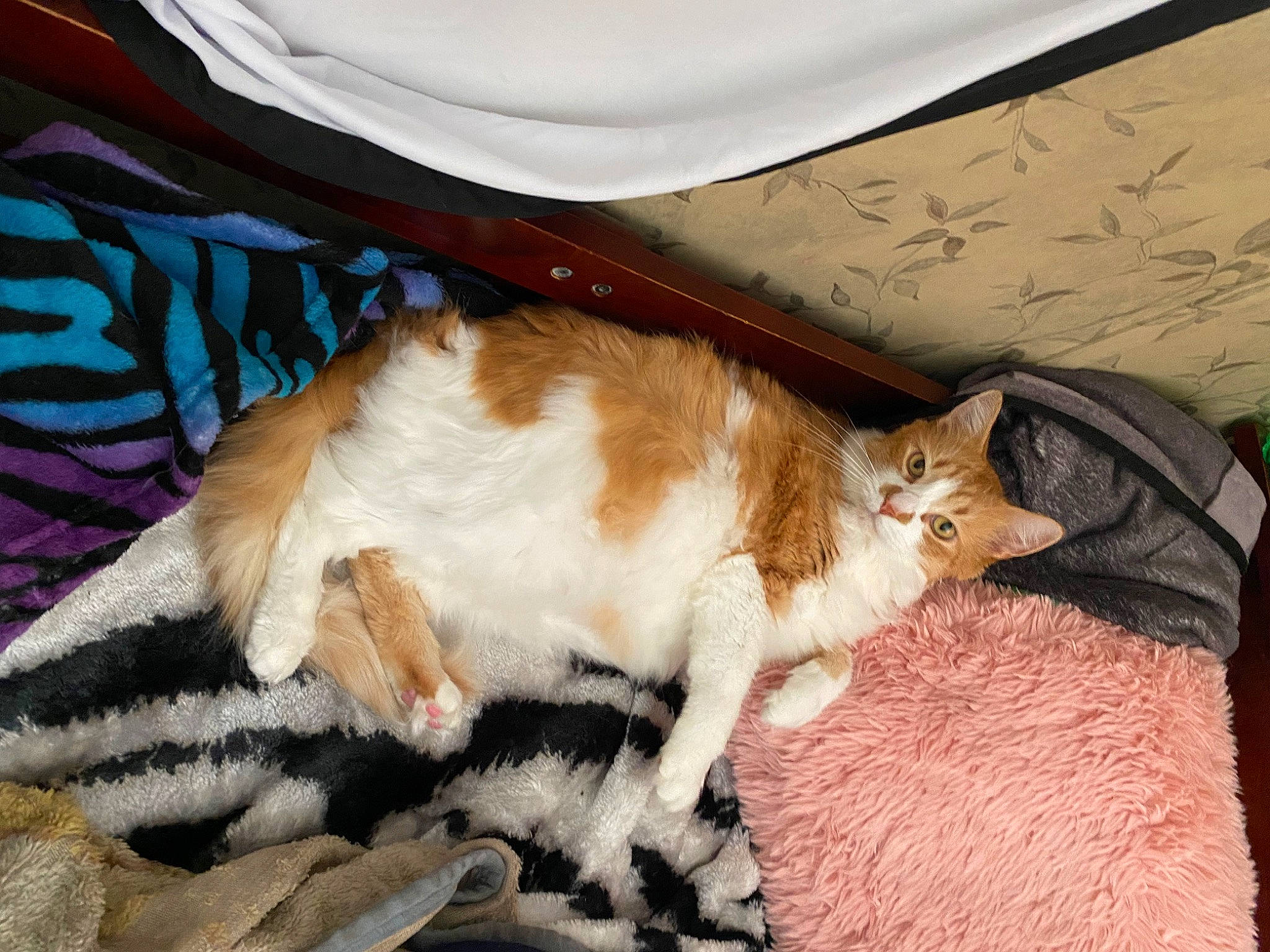 Joey joined the competition — help win amazing prizes! brown, carnivore, cat, cat_supply, claw, comfort, domestic_short_haired_cat, fawn, felidae, fur, linens, paw, small_to_medium_sized_cats, snout, tail, terrestrial_animal, whiskers, wood