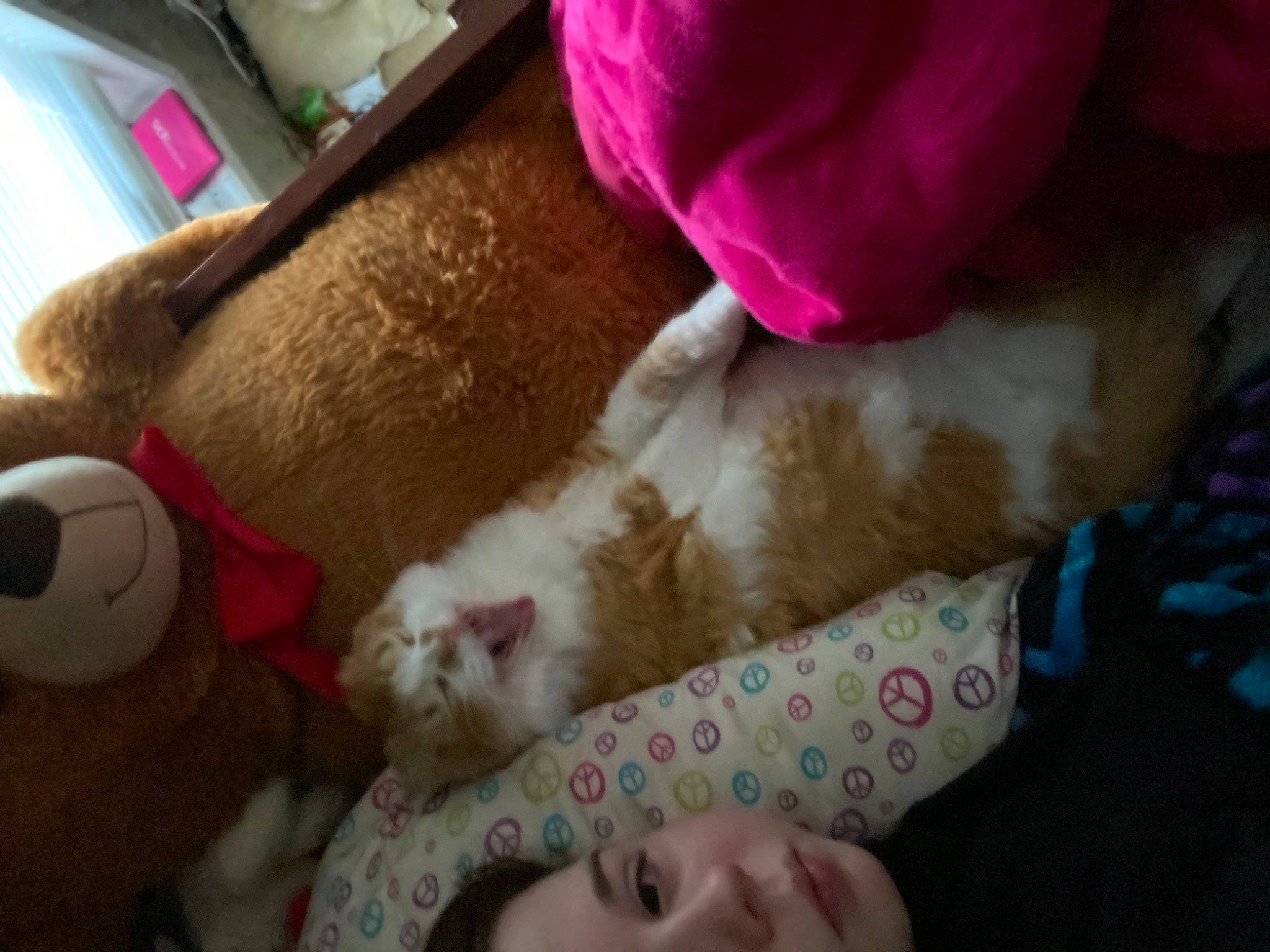 Joey joined the competition — help win amazing prizes! bed, cat, comfort, companion_dog, fawn, felidae, foot, fur, human_leg, linens, mammal, nail, pink, room, small_to_medium_sized_cats, tail, textile, toy, vertebrate, whiskers