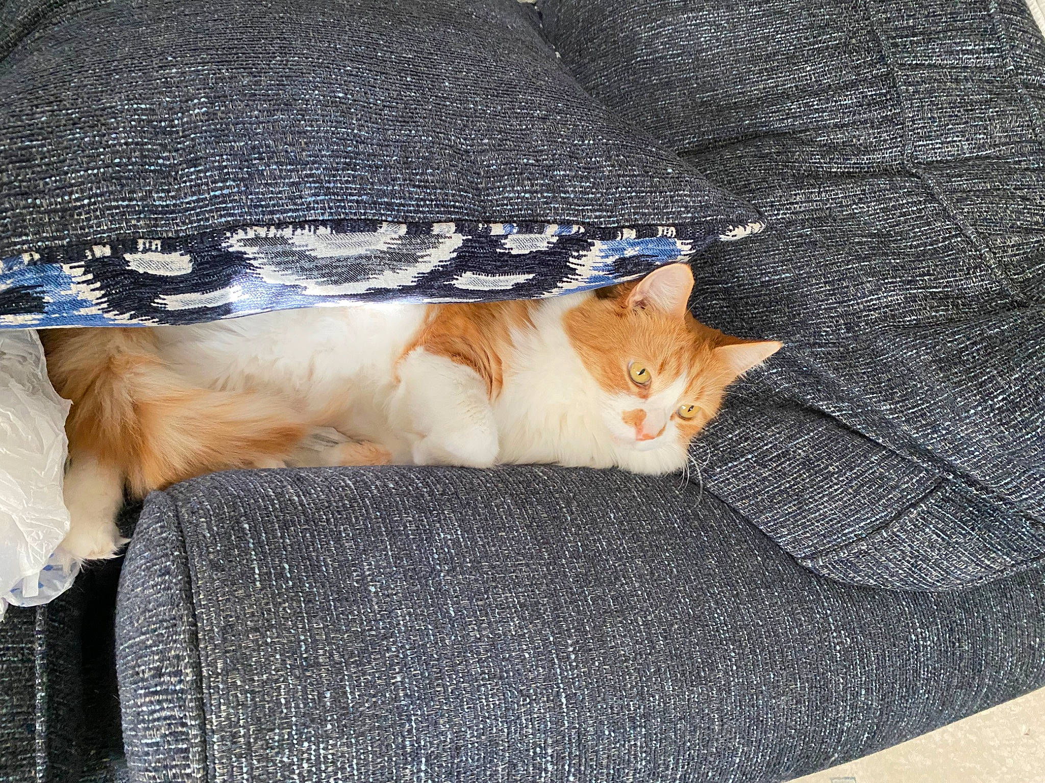 Joey is registered to the contest to win money with this photo: carnivore, cat, claw, comfort, companion_dog, domestic_short_haired_cat, fashion_accessory, fawn, felidae, fur, hat, lap, linens, paw, sleeve, small_to_medium_sized_cats, tail, tree, whiskers, wood