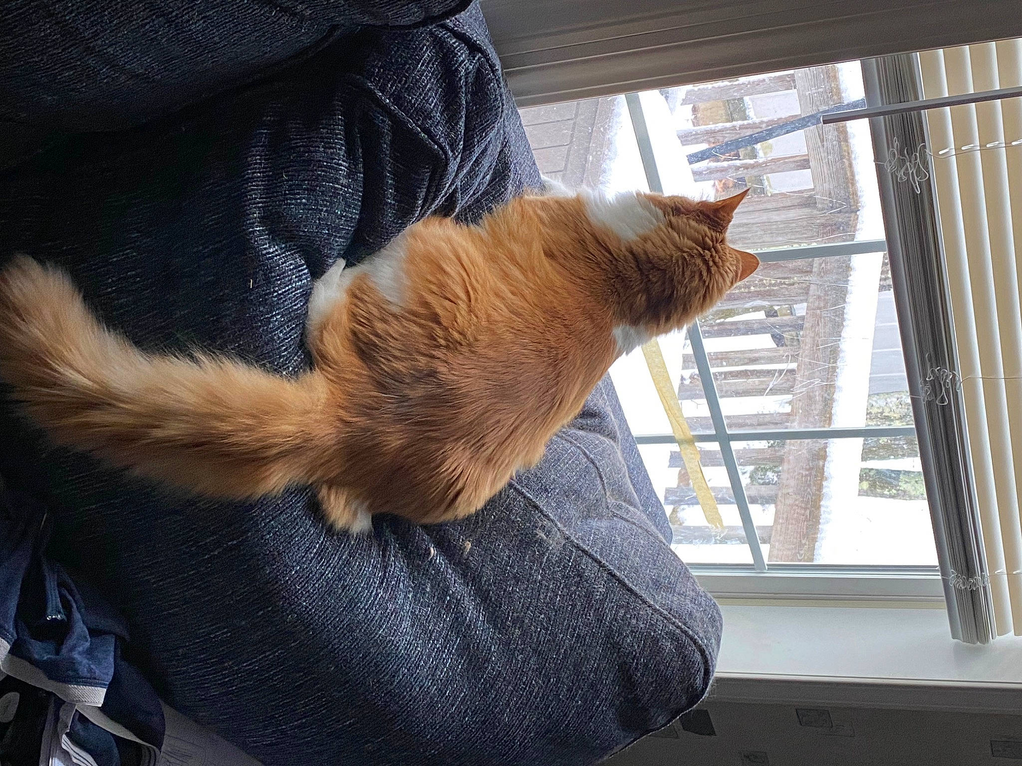 Joey is registered to the contest to win money with this photo: carnivore, cat, comfort, domestic_short_haired_cat, fawn, felidae, fur, house, human_leg, mammal, small_to_medium_sized_cats, snout, tail, tints_and_shades, tree, vertebrate, whiskers, window, window_blind, wood