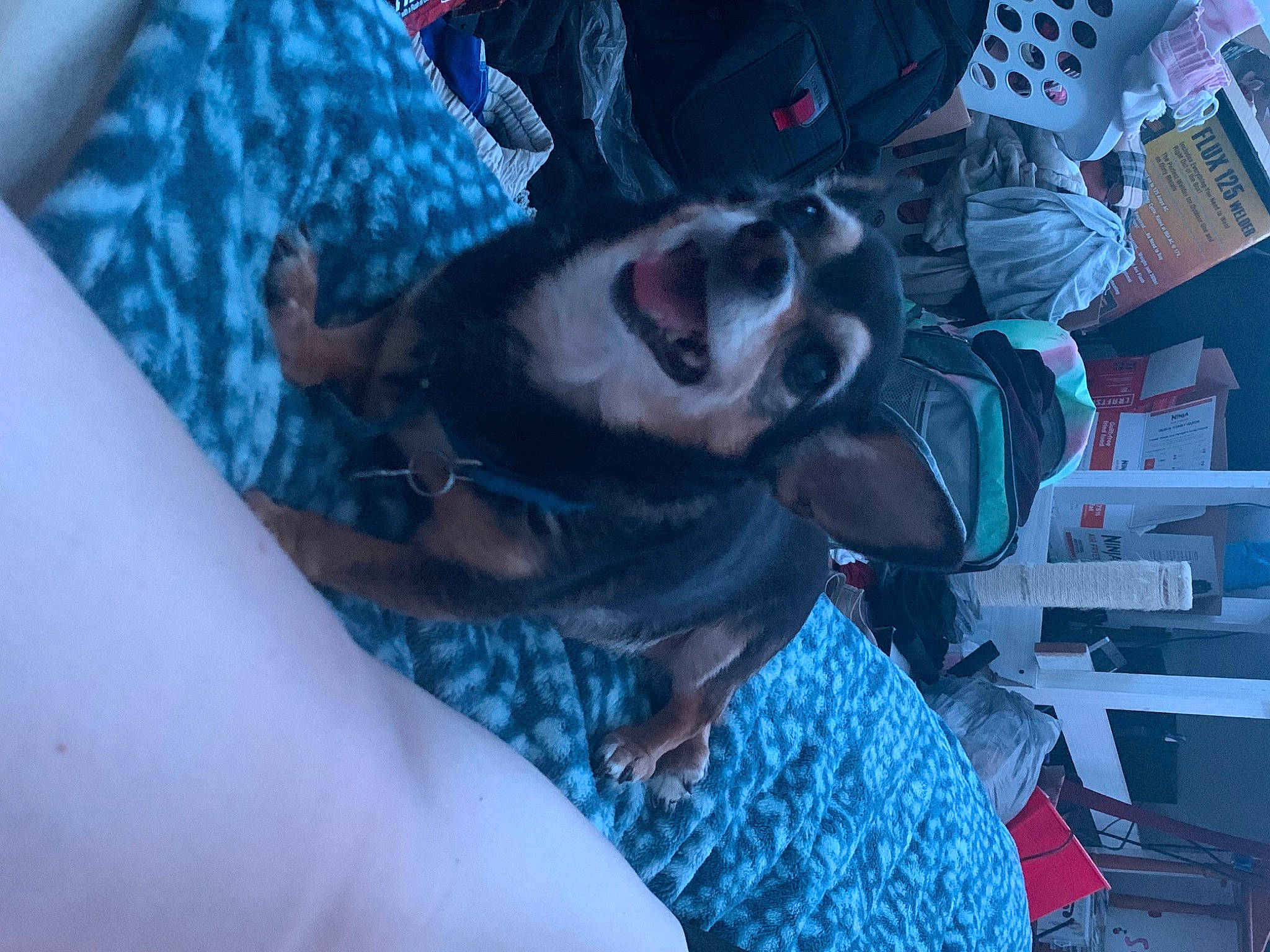 Fancy is registered to the contest to win money with this photo: beard, blue, comfort, elbow, electric_blue, event, eyewear, flesh, fun, mouth, pattern, personal_protective_equipment, room, service, sunglasses, tree