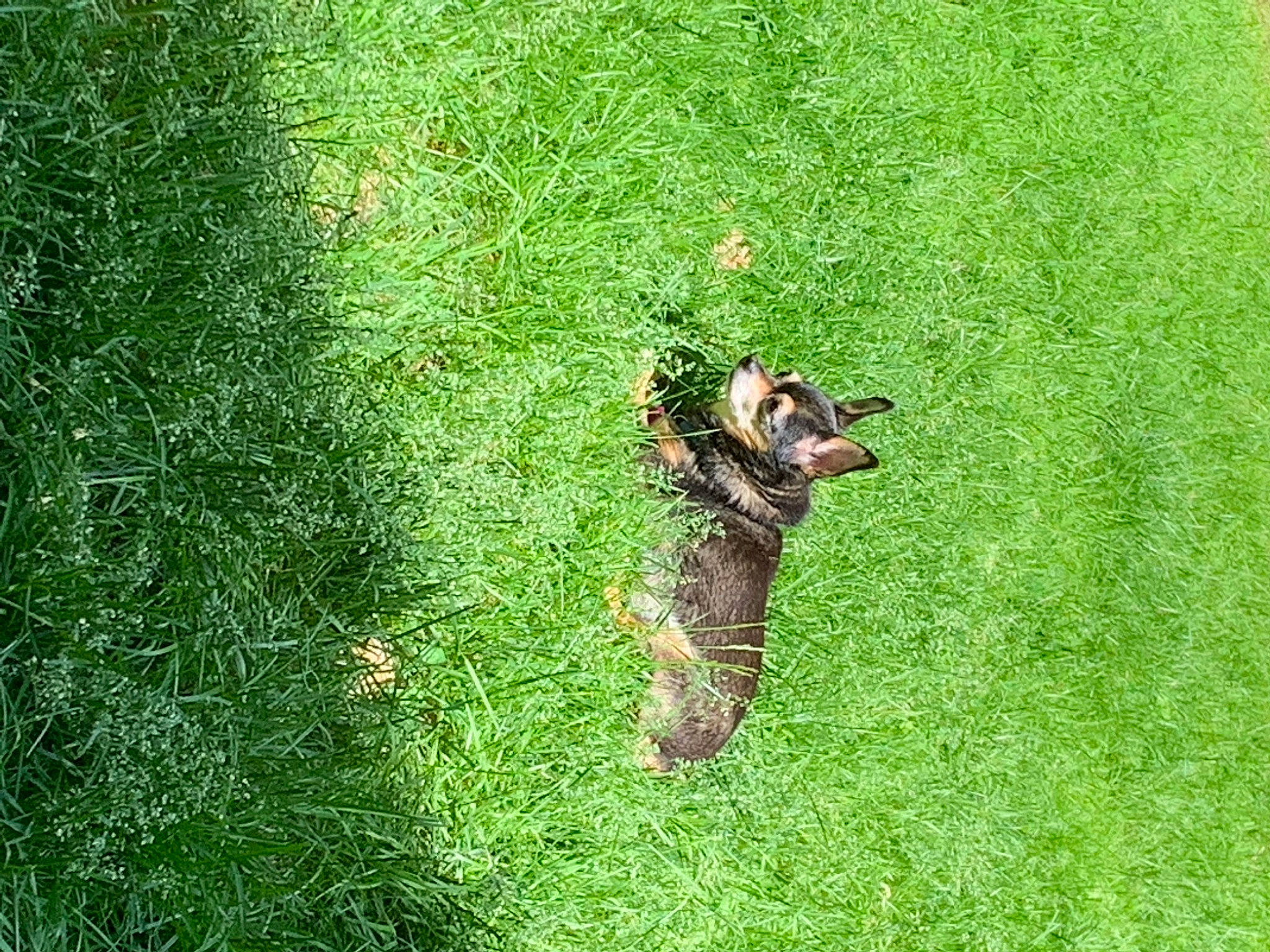 Fancy joined the competition — help win amazing prizes! canidae, carnivore, dog_breed, fawn, field, grass, grass_family, grassland, groundcover, lawn, meadow, pasture, people_in_nature, plant, prairie, shrub, soil, sporting_group, tail, terrestrial_animal