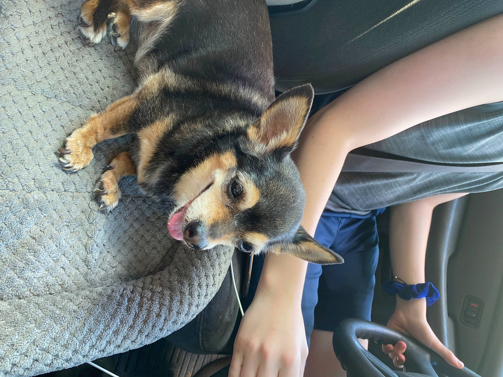 Fancy is registered to the contest to win money with this photo: canidae, canis, carnivore, companion_dog, dog, dog_breed, electric_blue, fawn, foot, fur, herding_dog, human_leg, paw, sitting, snout, sporting_group, tail, thigh, working_animal, working_dog