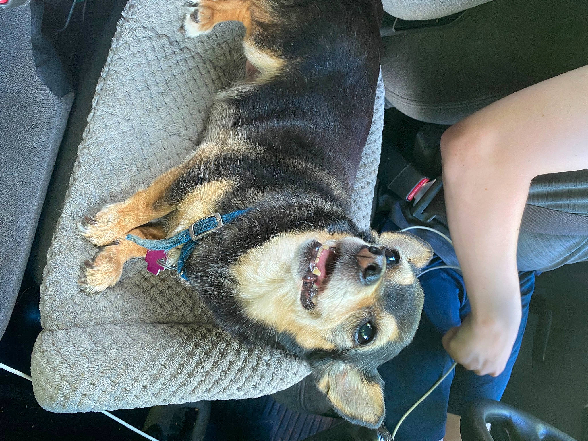 Fancy joined the competition — help win amazing prizes! auto_part, canidae, carnivore, claw, collar, comfort, companion_dog, dog, dog_breed, fawn, foot, fur, human_leg, leash, paw, snout, sporting_group, tail, whiskers, working_animal